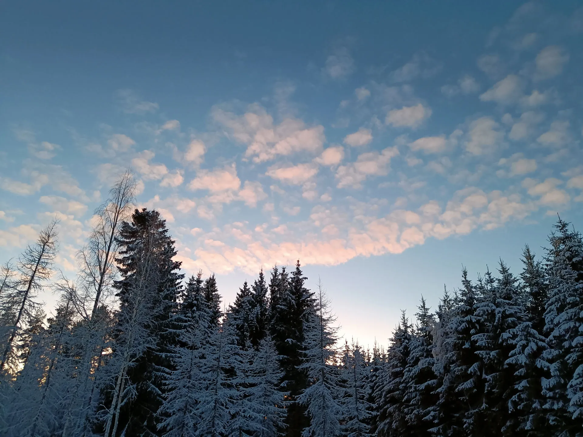 Winter landscape